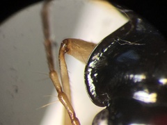 Nebria lacustris