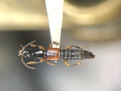 Tetartopeus convolutus