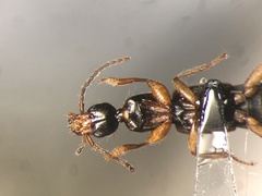 Tetartopeus convolutus