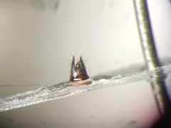 Tetartopeus convolutus