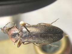 Acteniceromorphus vulneratus