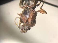 Acteniceromorphus vulneratus