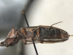 Acteniceromorphus vulneratus