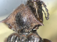 Acteniceromorphus vulneratus