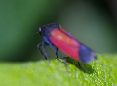 Cardioscarta flavifrons