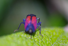 Cardioscarta flavifrons
