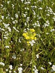 Castilleja campestris