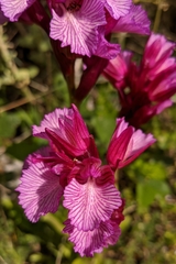 Anacamptis papilionacea