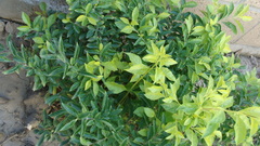Duranta erecta