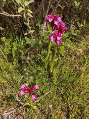Anacamptis papilionacea