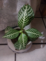 Aphelandra squarrosa