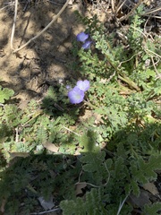 Phacelia fremontii