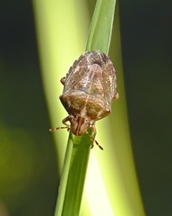 Diaphyta