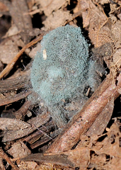 Penicillium