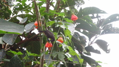 Coereba flaveola mexicana