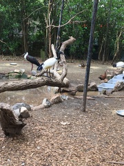 Threskiornis