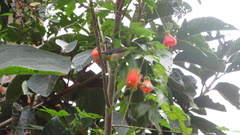 Coereba flaveola mexicana