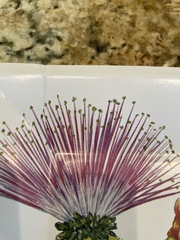 Pseudobombax ellipticum