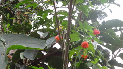 Coereba flaveola mexicana