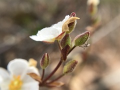 Cistus umbellatus