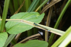 Ischnura elegans