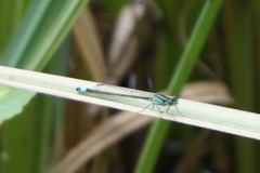 Ischnura elegans