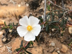 Cistus umbellatus