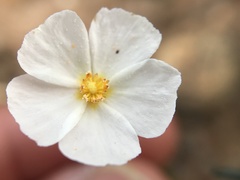 Cistus umbellatus