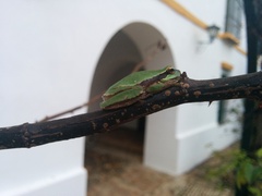 Hyla molleri
