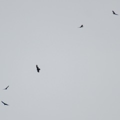 Cathartes aura septentrionalis