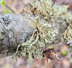 Ramalina culbersoniorum