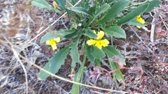 Goodenia glabra
