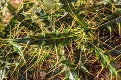 Ptilostemon hispanicus