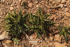 Ptilostemon hispanicus