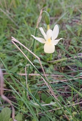 Narcissus triandrus pallidulus