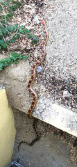 Pituophis vertebralis