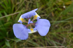 Phalocallis coelestis