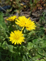 Crepis novoana