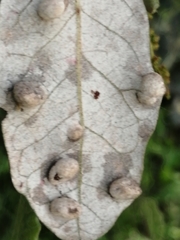 Dryomyia lichtensteinii