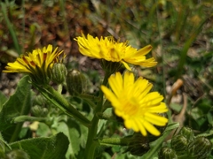 Crepis novoana