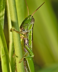 Bermius brachycerus