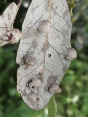 Dryomyia lichtensteinii