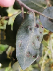 Dryomyia lichtensteinii