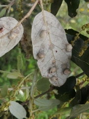 Dryomyia lichtensteinii