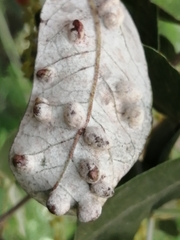 Dryomyia lichtensteinii