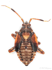 Deraeocoris olivaceus