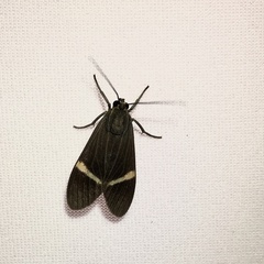 Aclytia