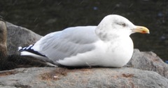 Larus argentatus