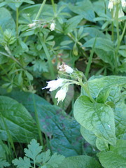 Symphytum bulbosum