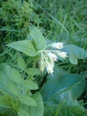 Symphytum bulbosum